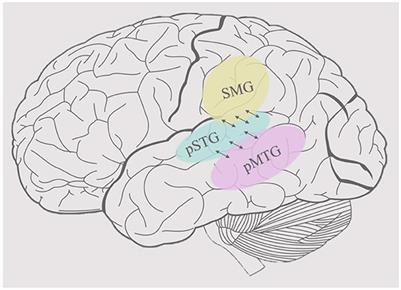 A tale of two lexica: Investigating computational pressures on word representation with neural networks